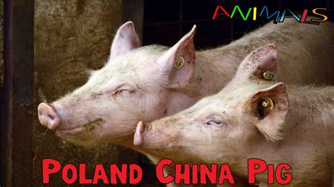 poland china hog facts